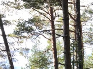 «Skauhytta» ligger 10m fra vannkanten/Leben in der Natur. Freiheitsgefühl.